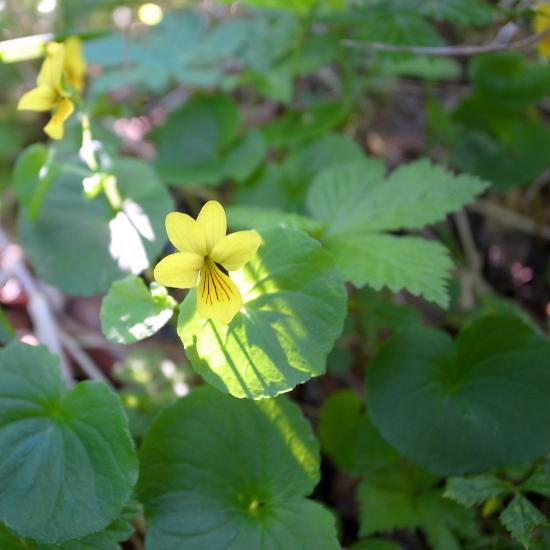 2013_0627_075535-R0031556_small